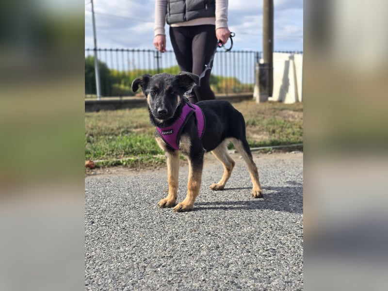 Rina, deutsches Schäferhund Mischlingsbaby