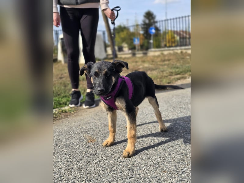 Rina, deutsches Schäferhund Mischlingsbaby