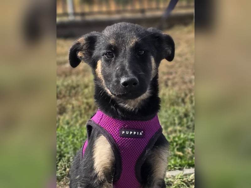 Rina, deutsches Schäferhund Mischlingsbaby