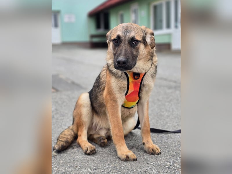 Reno - Deutscher Schäferhund-Mix sucht ein Zuhause