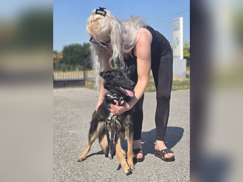 Illy, Traum für Schäferhundfreunde