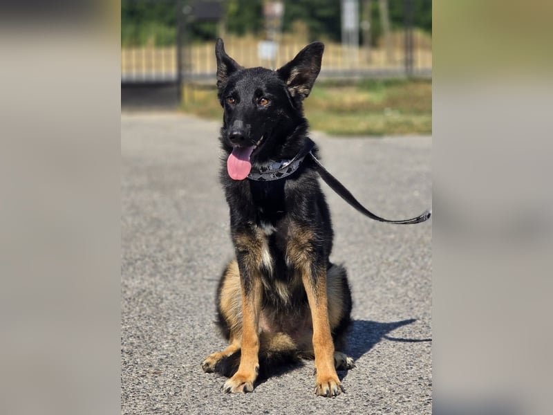 Illy, Traum für Schäferhundfreunde