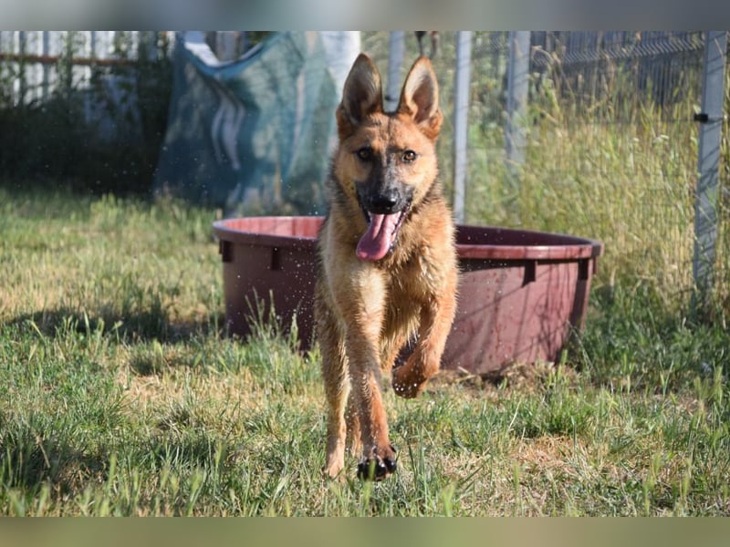 Mandy - nette, freundliche und verschmuste Schäferhündin (Mix)