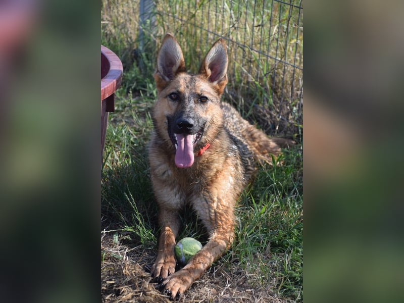 Mandy - nette, freundliche und verschmuste Schäferhündin (Mix)