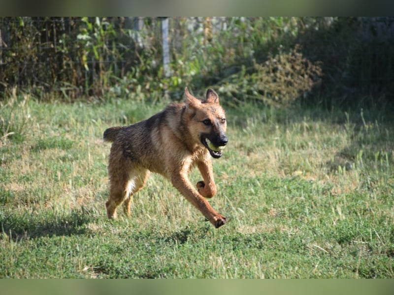 Mandy - nette, freundliche und verschmuste Schäferhündin (Mix)