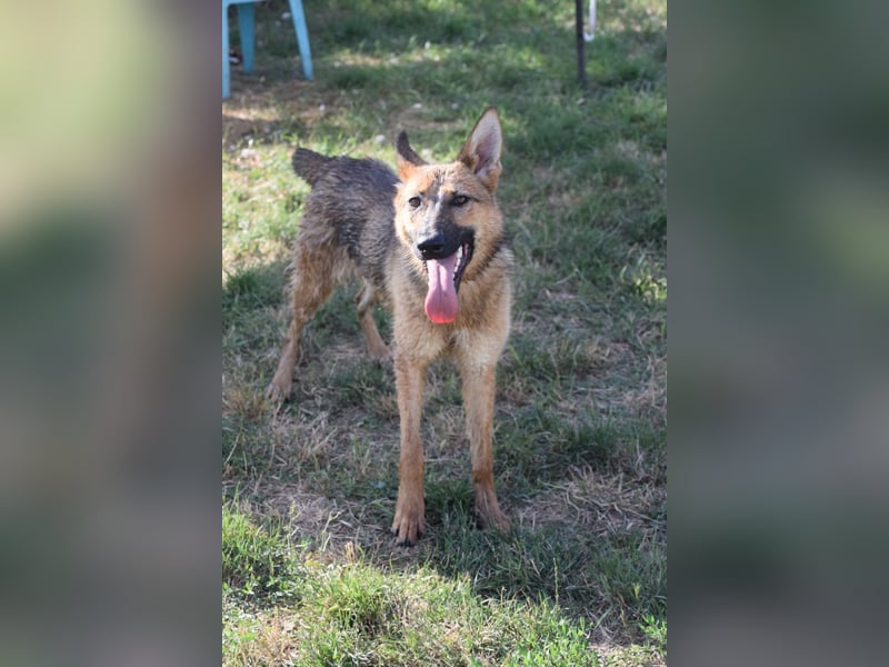 Mandy - nette freundliche verschmuste Schäferhündin (Mix)