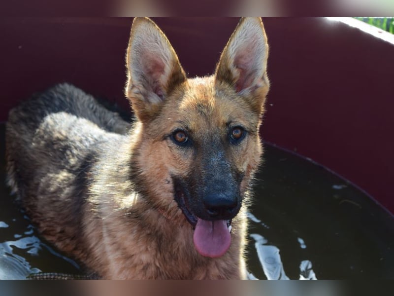 Mandy - nette freundliche verschmuste Schäferhündin (Mix)