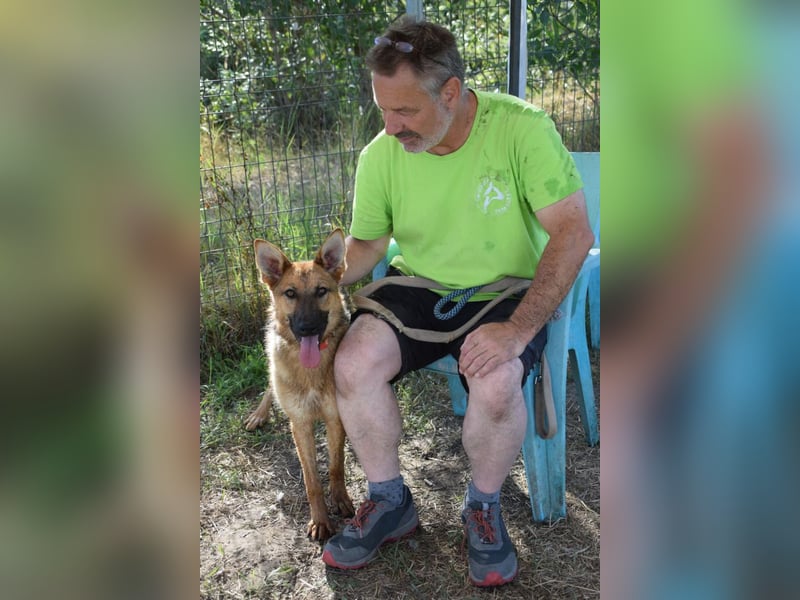 Mandy - nette freundliche verschmuste Schäferhündin (Mix)