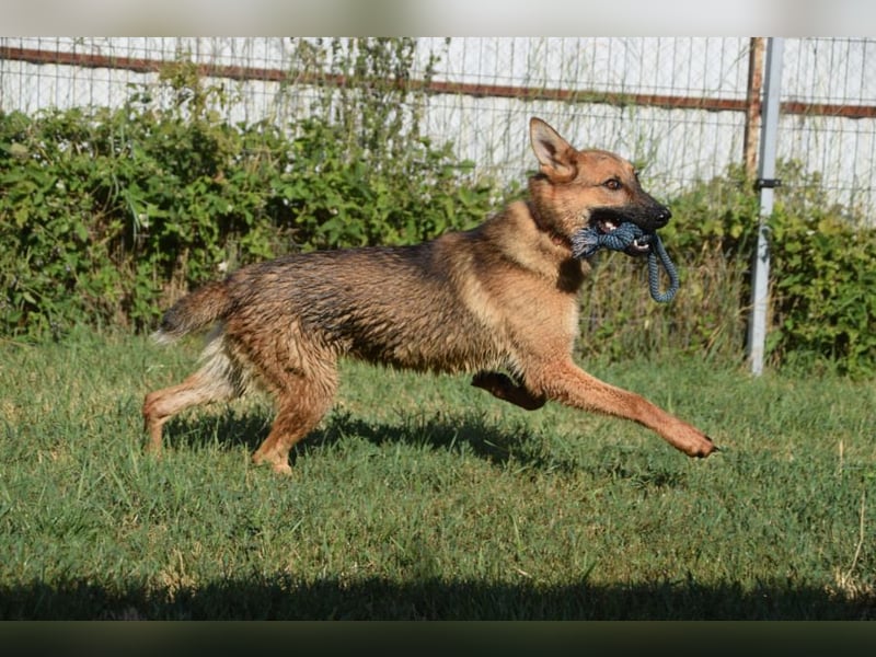 Mandy - nette, freundliche und verschmuste Schäferhündin (Mix)