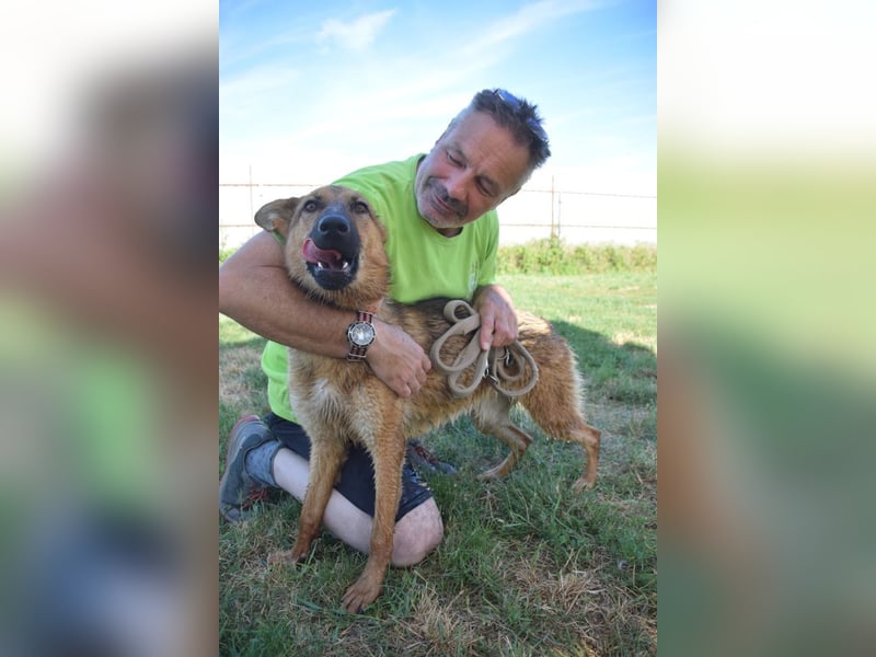 Mandy - nette, freundliche und verschmuste Schäferhündin (Mix)