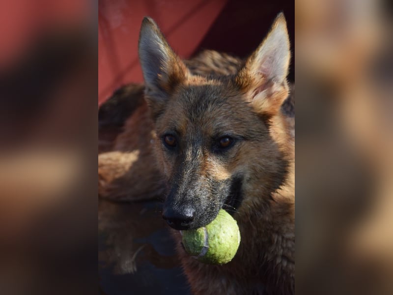 Mandy - nette, freundliche und verschmuste Schäferhündin (Mix)