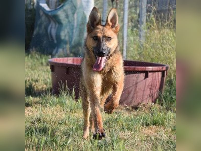 Mandy - nette freundliche verschmuste Schäferhündin (Mix)