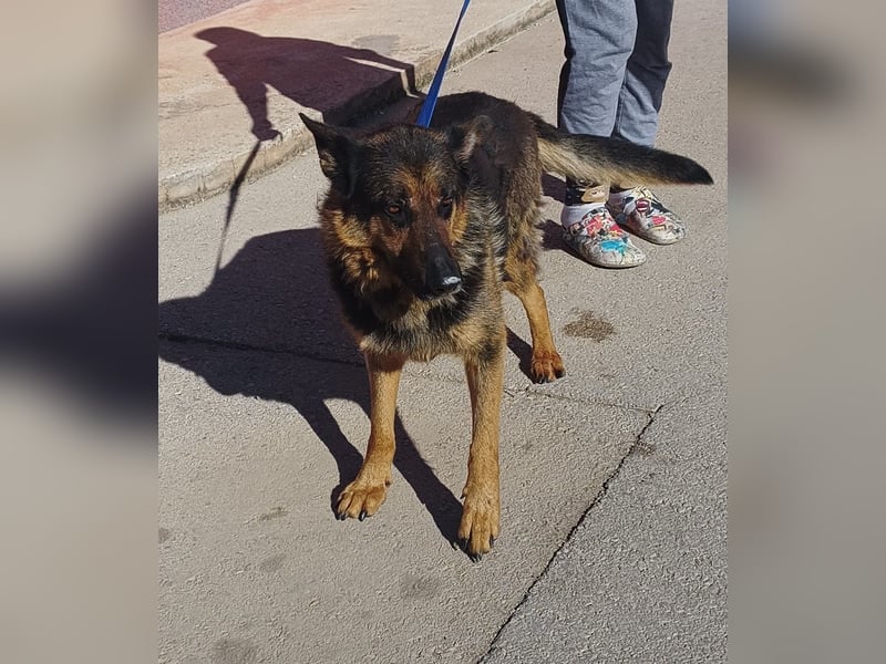 Cher Deutscher Schäferhund Mischling Hündin sucht Zuhause oder Pflegestelle