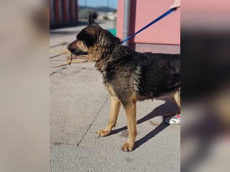 Cher Deutscher Schäferhund Mischling Hündin sucht Zuhause oder Pflegestelle