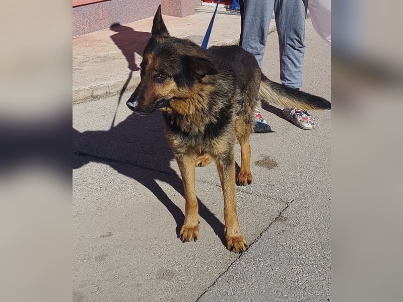 Cher Deutscher Schäferhund Mischling Hündin sucht Zuhause oder Pflegestelle