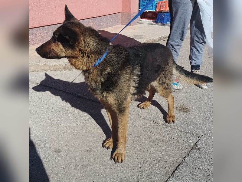 Cher Deutscher Schäferhund Mischling Hündin sucht Zuhause oder Pflegestelle