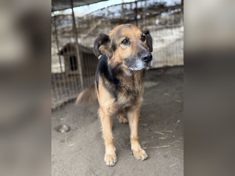 Hektor -Sensibler Deutscher Schäferhund-Mix, der im Tierheim immer ängstlicher wird