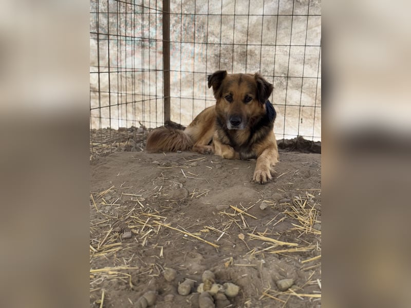 Hektor -Sensibler Deutscher Schäferhund-Mix, der im Tierheim immer ängstlicher wird