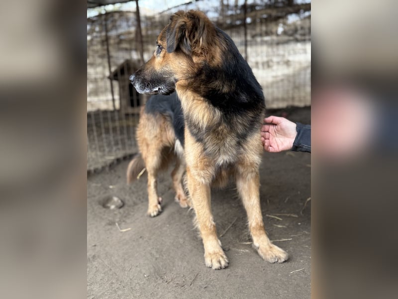 Hektor -Sensibler Deutscher Schäferhund-Mix, der im Tierheim immer ängstlicher wird