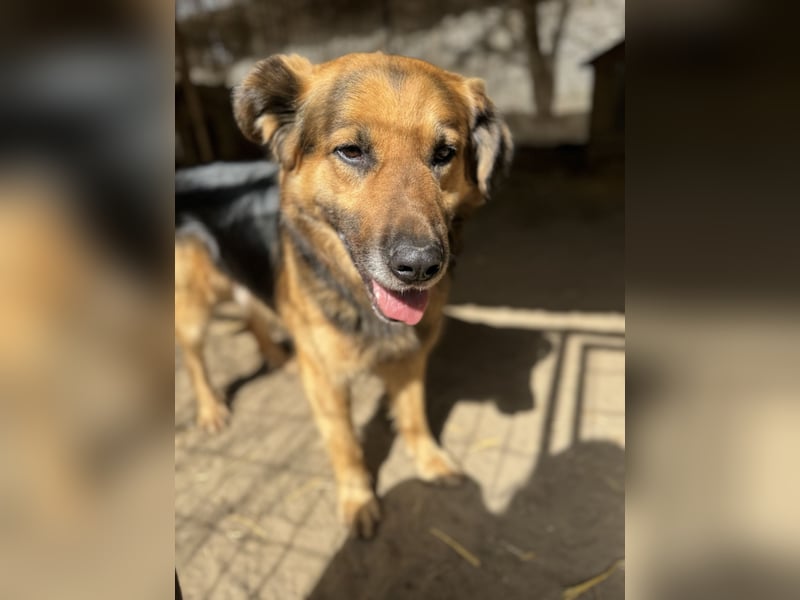 Hektor -Sensibler Deutscher Schäferhund-Mix, der im Tierheim immer ängstlicher wird