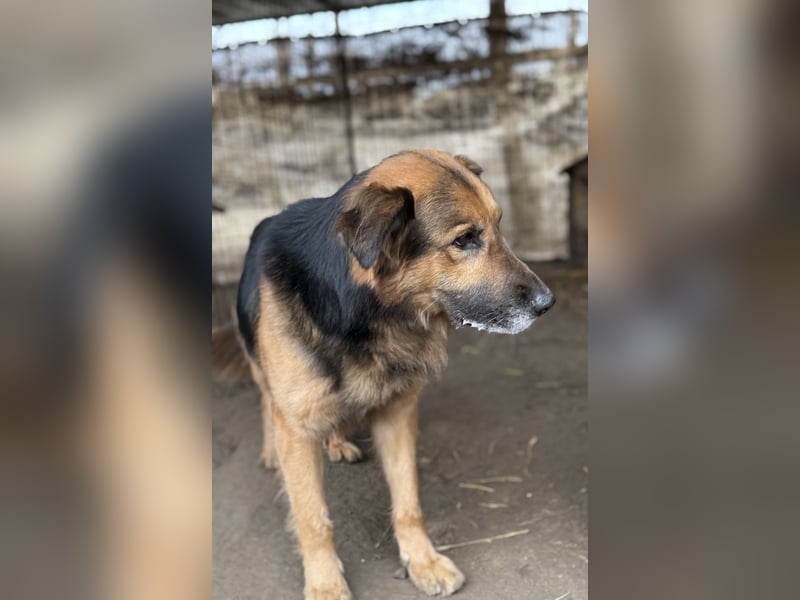 Hektor -Sensibler Deutscher Schäferhund-Mix, der im Tierheim immer ängstlicher wird