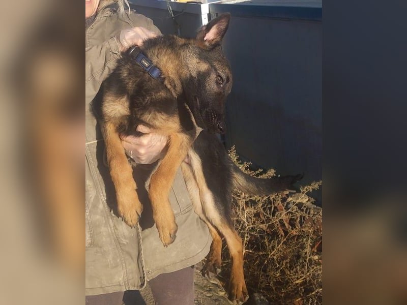 Tizón – junger Schäferhund mit Herz und Köpfchen sucht sein Für-immer-Zuhause