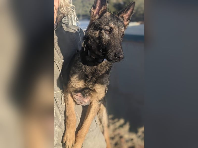 Tizón – junger Schäferhund mit Herz und Köpfchen sucht sein Für-immer-Zuhause