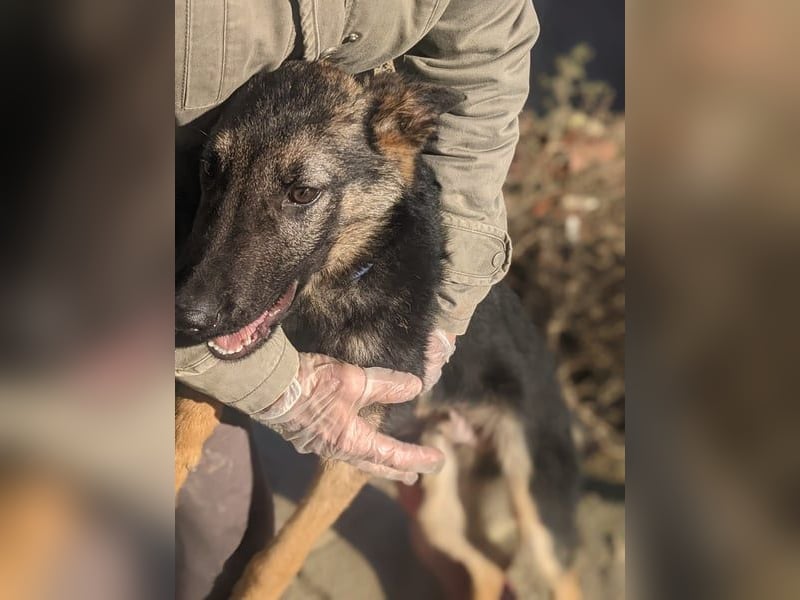 Tizón – junger Schäferhund mit Herz und Köpfchen sucht sein Für-immer-Zuhause