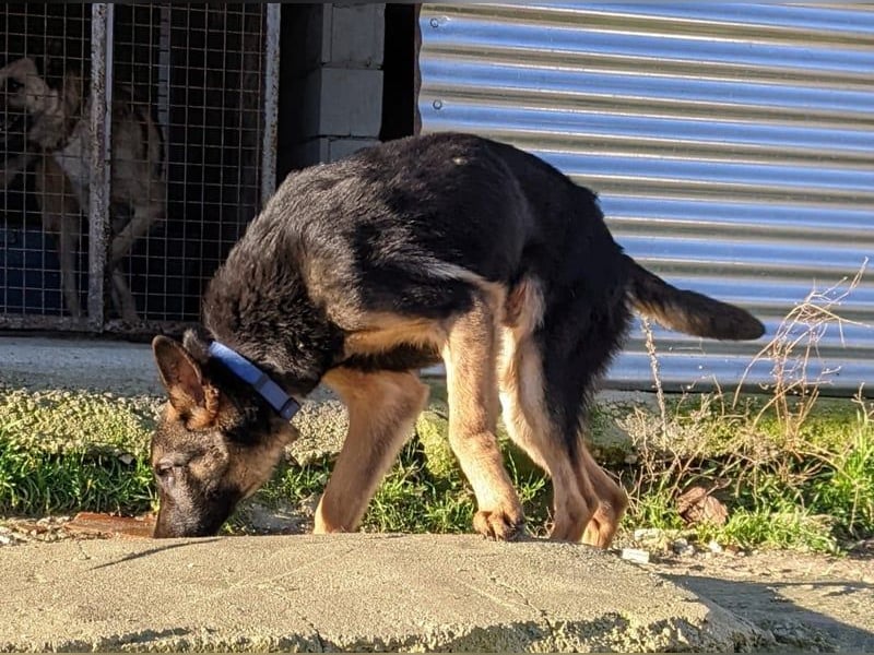 Tizón – junger Schäferhund mit Herz und Köpfchen sucht sein Für-immer-Zuhause