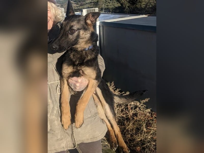 Tizón – junger Schäferhund mit Herz und Köpfchen sucht sein Für-immer-Zuhause