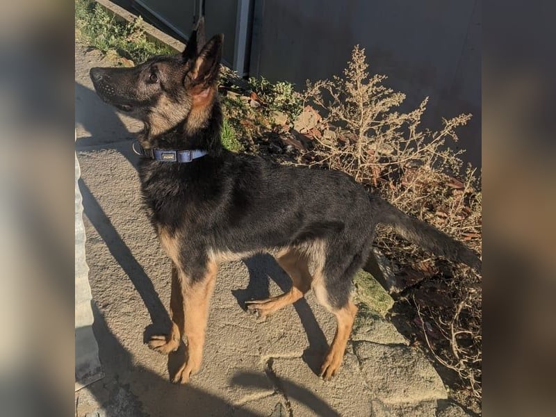 Tizón – junger Schäferhund mit Herz und Köpfchen sucht sein Für-immer-Zuhause