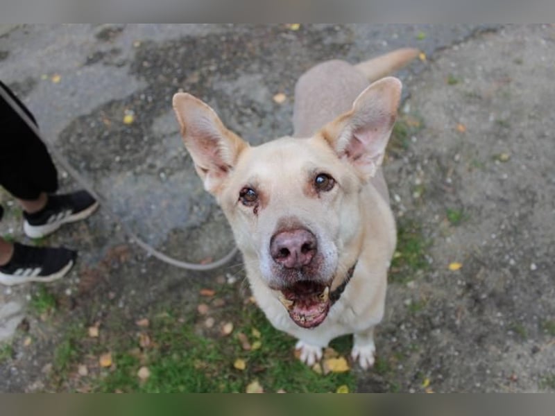 Sultan, Schäferhund- Kangal-Mix, geb, 2012, Sonnenschein sucht letztes Plätzchen