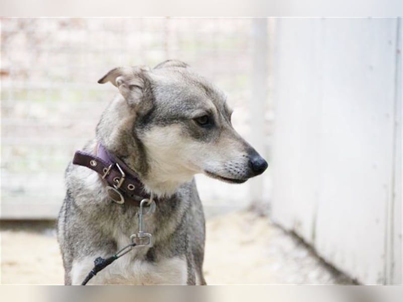 PATEN GESUCHT - Lilo, Schäferhund-Mix-Rüde, geb. 2021, noch keine Vermittlung
