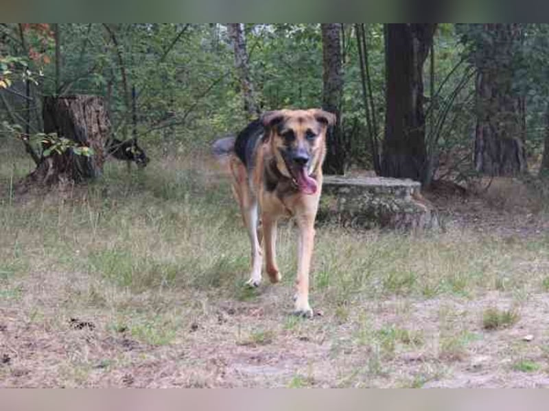 Ivan, Schäferhund-Mix, geb. 2021, ist ein Kuschel- und Couchhund der einen engen Anschluss an die Fa