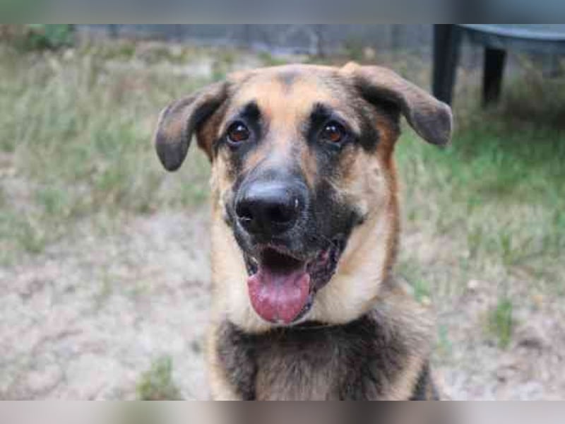 Ivan, Schäferhund-Mix, geb. 2021, ist ein Kuschel- und Couchhund der einen engen Anschluss an die Fa