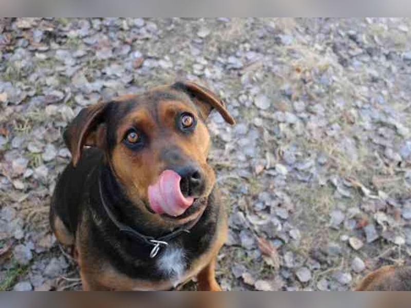 Chanel, Schäferhund-Bracken-Mix, geb. 2020, gut erzogene Familienhündin