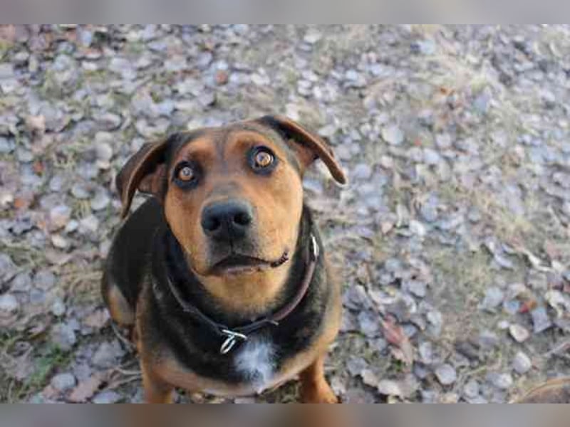 Chanel, Schäferhund-Bracken-Mix, geb. 2020, gut erzogene Familienhündin