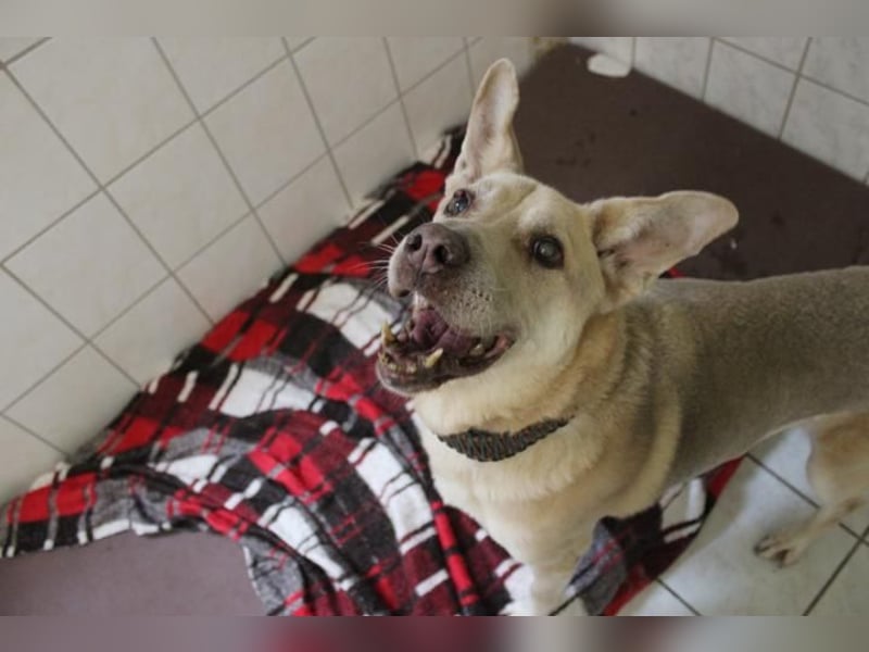 Sultan, Schäferhund- Kangal-Mix, geb, 2012, Sonnenschein sucht letztes Plätzchen