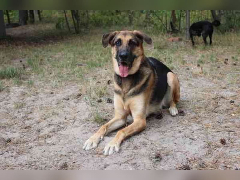 Ivan, Schäferhund-Mix, geb. 2021, ist ein Kuschel- und Couchhund der einen engen Anschluss an die Fa