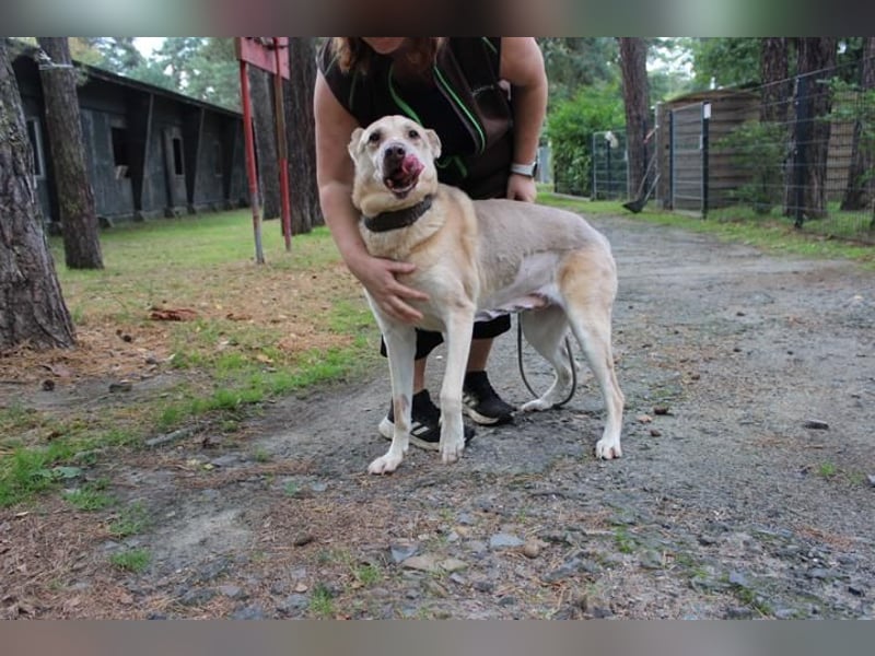 Sultan, Schäferhund- Kangal-Mix, geb, 2012, Sonnenschein sucht letztes Plätzchen