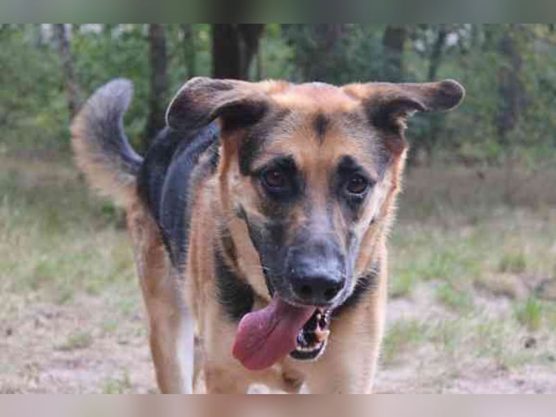 Ivan, Schäferhund-Mix, geb. 2021, ist ein Kuschel- und Couchhund der einen engen Anschluss an die Fa