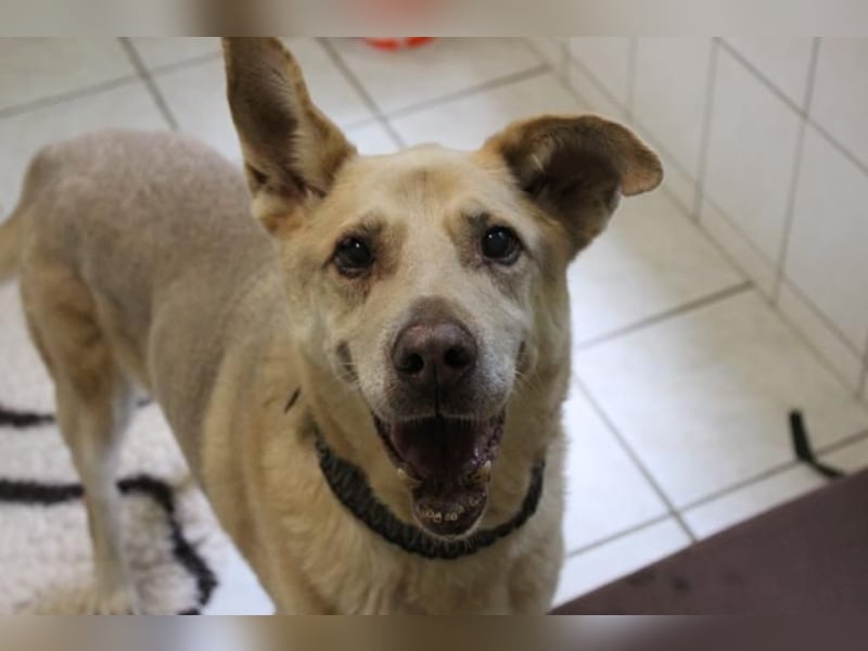 Sultan, Schäferhund- Kangal-Mix, geb, 2012, Sonnenschein sucht letztes Plätzchen