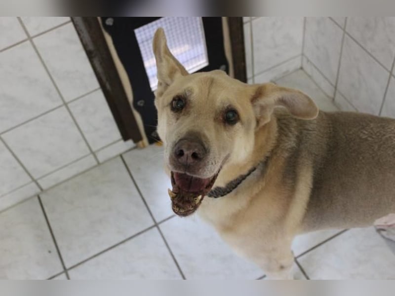 Sultan, Schäferhund- Kangal-Mix, geb, 2012, Sonnenschein sucht letztes Plätzchen