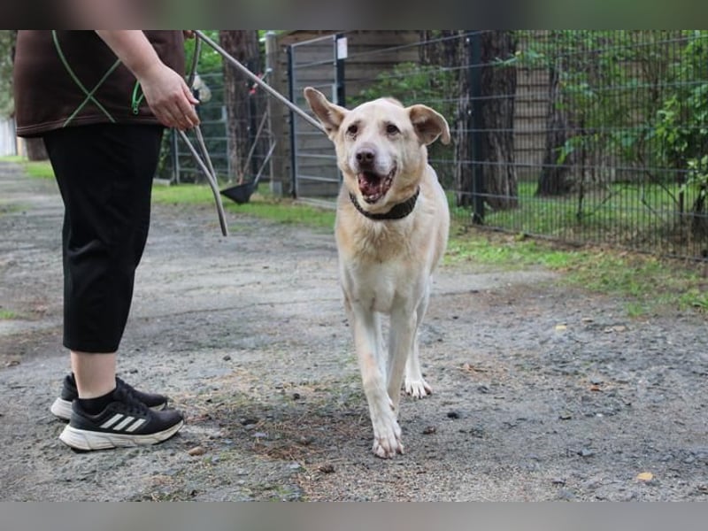 Sultan, Schäferhund- Kangal-Mix, geb, 2012, Sonnenschein sucht letztes Plätzchen
