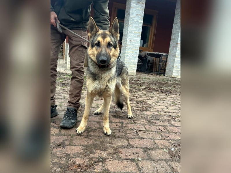 Lady, geboren 03.08.2024, 64cm sucht ihr Zuhause