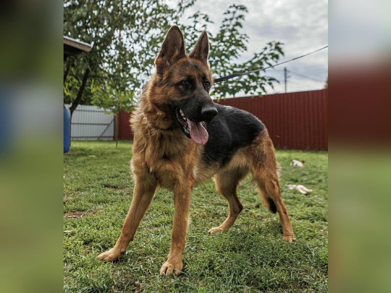 Roxan, 01.2024 geboren, 60cm sucht ihr Zuhause