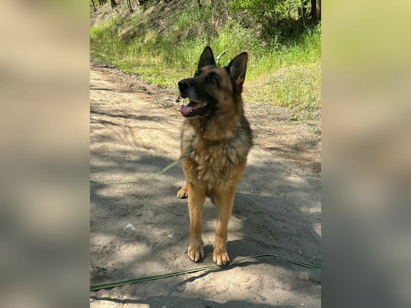 Rexi, ca. 4 Jahre, 60 cm, möchte sein Herz verschenken