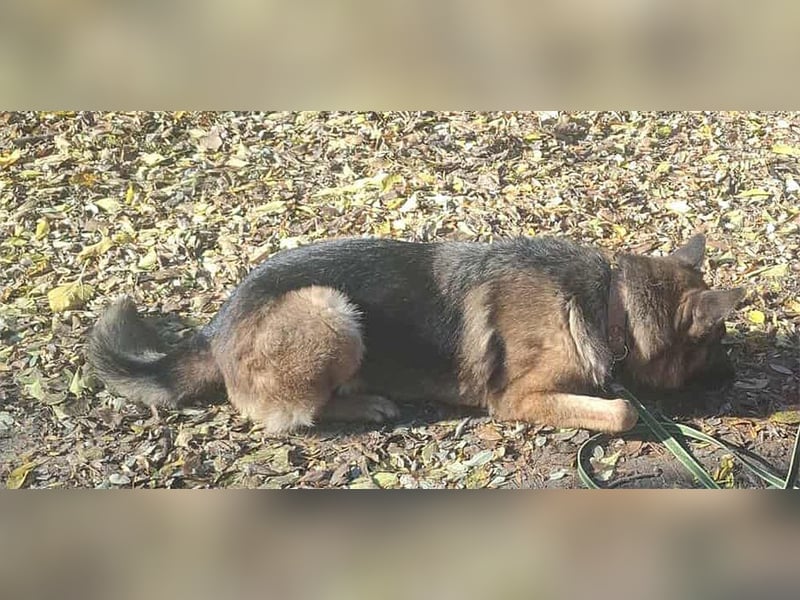 Rexi, 4 Jahre, 60cm sucht seine Menschen