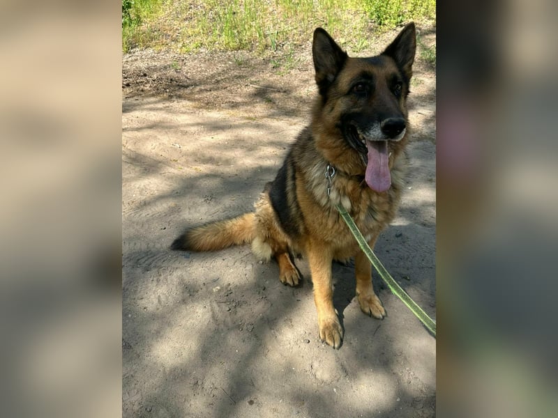 Rexi, ca. 4 Jahre, 60 cm, möchte sein Herz verschenken