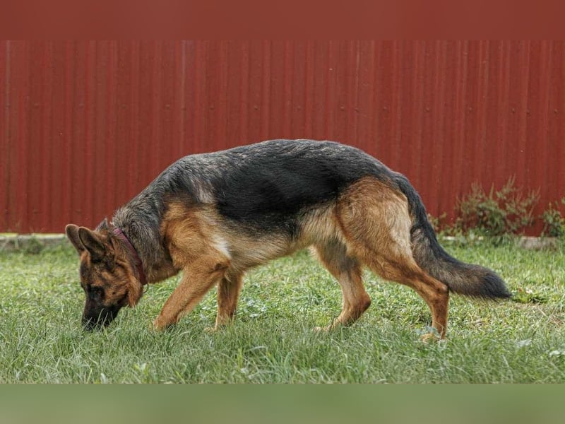 Roxan, 01.2024 geboren, 60cm sucht ihr Zuhause